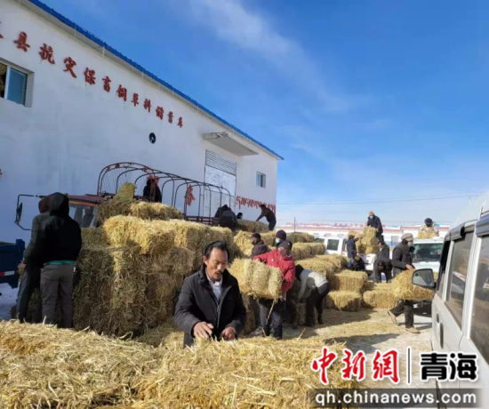 图为为扶贫产业牲畜代管人员发放青干草。曲麻莱县委宣传部供图