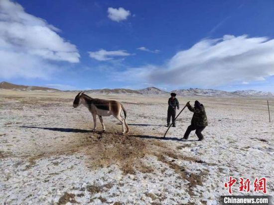 图为巡护时，救助了一头受伤的藏野驴。　郭庆　摄
