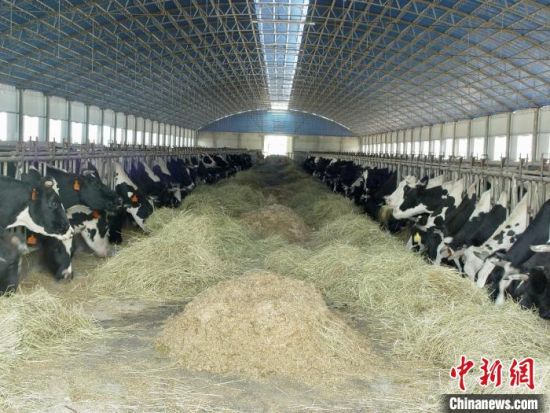 �D�檎�在吃草的奶牛。（�Y料�D）　青海省�r�I�r村�d供�D。