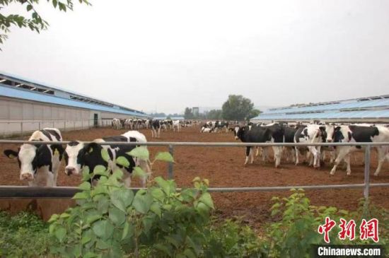 图为饲养的奶牛。（资料图）　青海省农业农村厅供图 　　