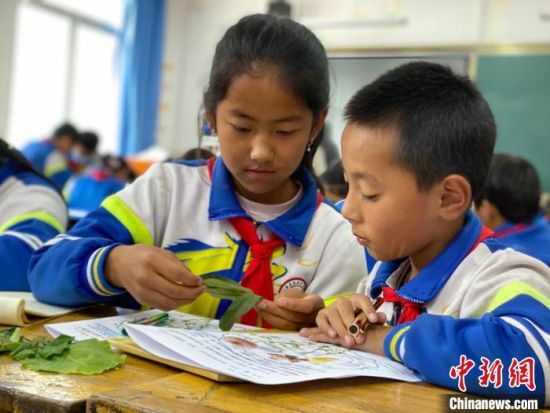 图为青海海北藏族自治州门源县小学生正在进行自然教育课程。　李江宁 摄