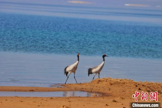 图为黑颈鹤在青海湖畔漫步。　青海湖景区保护利用管理局供图