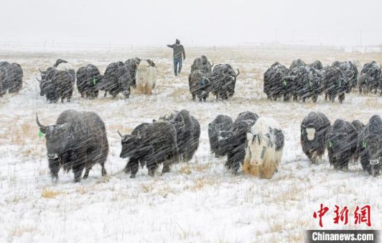 　　图为焦生福的作品《风雪牧牛》。　青海省祁连山自然保护协会供图