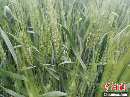  图为青海省农业区主要作物生长发育良好。　李�[ 摄