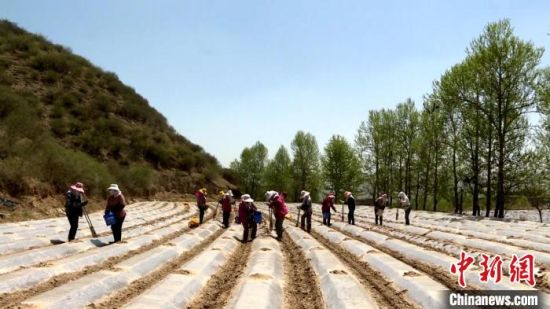 图为青海省大通县农民点播薯种。　许英 供图