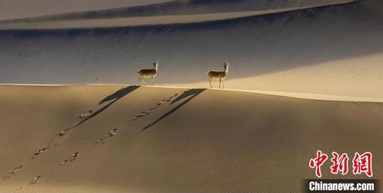 图为焦生福的作品《沙漠丽影》。　青海省祁连山自然保护协会供图