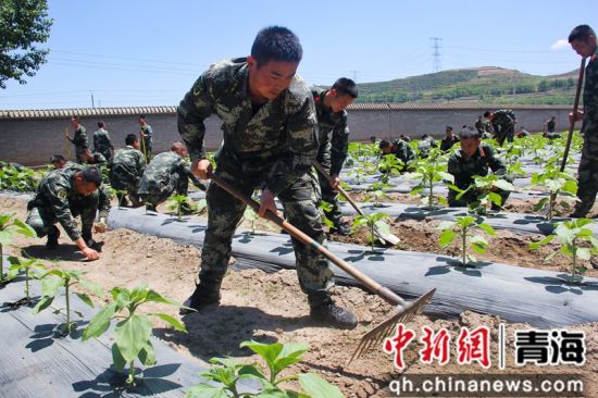 图为武警官兵正在菜地松土。 王峰摄