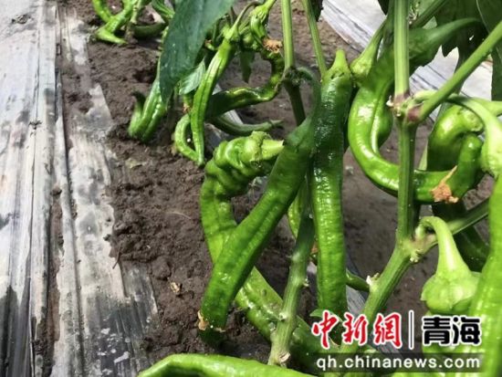 图为种植的蔬菜。河南县委宣传部供图