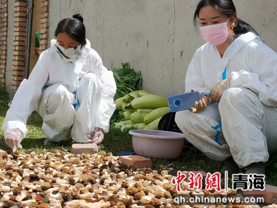 图为工作人员采收的羊肚菌。河南县委宣传部供图