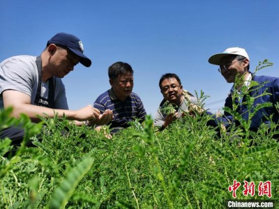 图为青海省中医院专家在西宁市湟中区的中藏药材种植基地考察。　张添福 摄