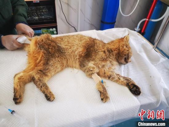图为被救护的荒漠猫“黄老太”。　青海野生动物救护繁育中心供图