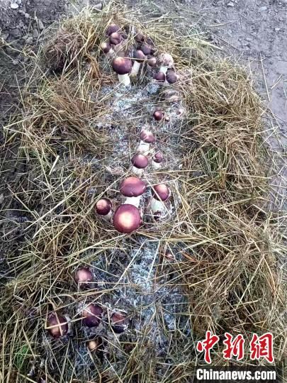 图为隆亚村成功种植“高原有机赤松茸”。　甘德县委宣传部 供图