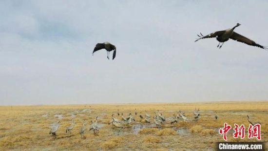 图为蓑羽鹤，黑颈鹤，黑鹳等珍稀鸟类群在湿地中觅食休憩。　格尔木融媒体中心 供图
