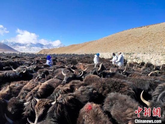 资料图为研究团队在祁连山地进行牦牛防治。　 青海省畜牧兽医科学院供图