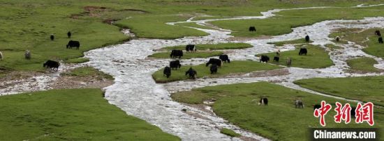 图为牦牛在草原上惬意吃草。　青海省农业农村厅供图