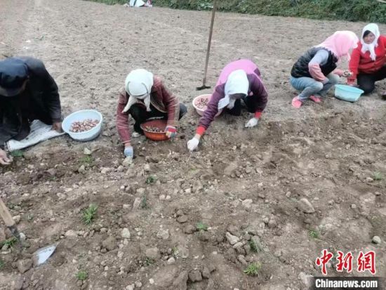 图为青海省海东市乐都区农民秋种。　青海省农业农村厅供图