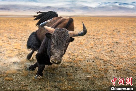 图为焦生福的作品《奔跑的野牦牛》。　青海省祁连山自然保护协会供图