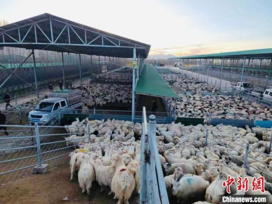 图为交易市场里的藏羊集中出栏。　马海麟　摄