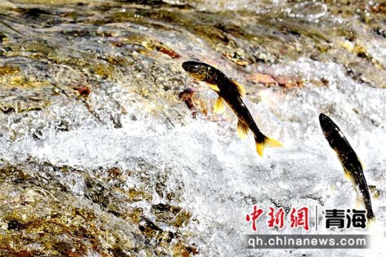 图为湟鱼洄游。刚察县委宣传部供图