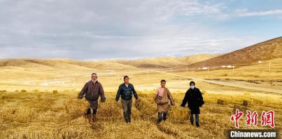 图为樊文斌(左二)与牧民们在饲草地里忙碌。　甘德县委宣传部 供图