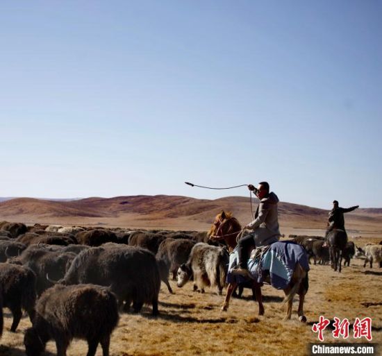 图为牦牛转场。　河南县委宣传部 供图