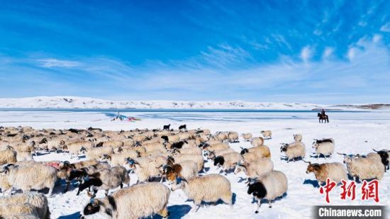 图为羊群在雪地里觅食。　李友崇　摄