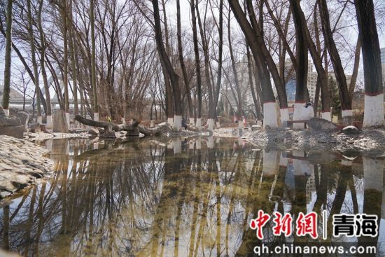 图为西宁市麒麟湾公园内泉水清澈见底。 马铭言摄