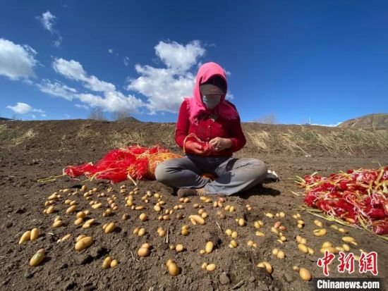 图为青海农民正在种植马铃薯。李江宁 摄