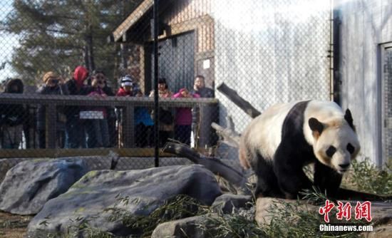 中国大熊猫告别多伦多 被快递至卡尔加里