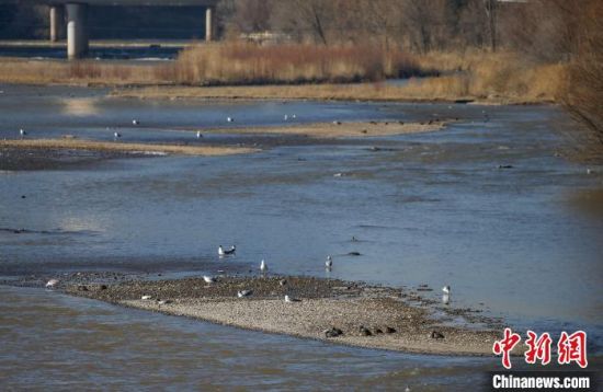 西宁湟水国家湿地公园已成重要候鸟迁徙地和野生动物栖息地