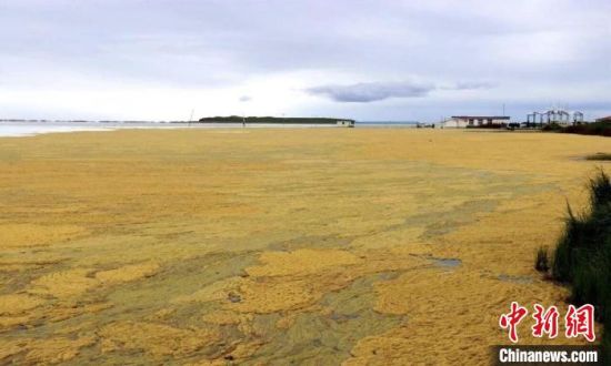 青海湖清理水上刚毛藻面积超900公顷