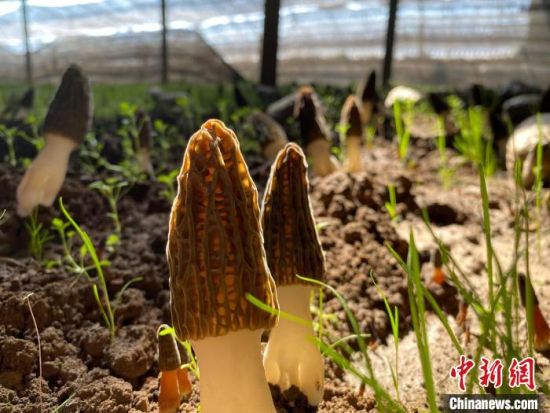 青海2023年输出大宗绿色有机农畜产品价值超168亿元