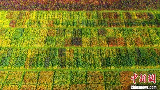 青海省首个藜麦种子生产经营许可证落户乌兰 青海新闻
